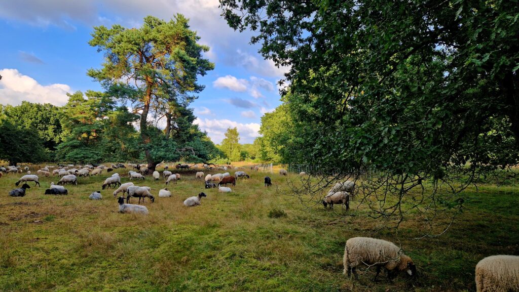 Schapen rondom het Siepelveen.