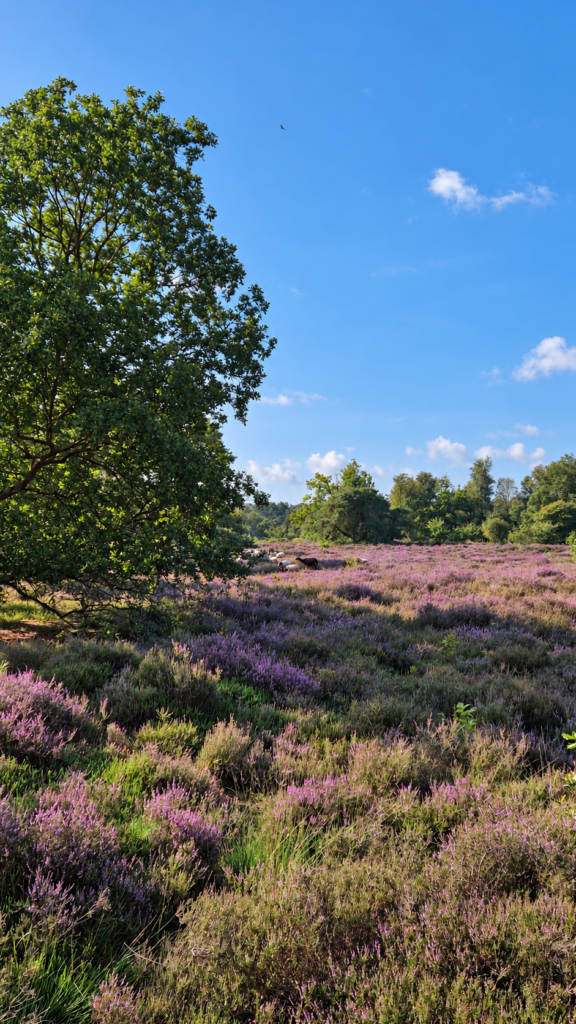 Heide Siepelveen